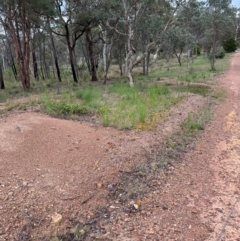 Erigeron sumatrensis at Aranda, ACT - 16 Jan 2024