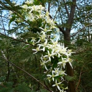 Clematis aristata at The Tops at Nurenmerenmong - suppressed