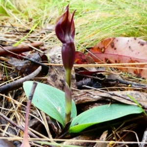 Chiloglottis valida at The Tops at Nurenmerenmong - 25 Nov 2023