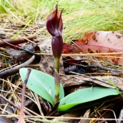 Chiloglottis valida (Large Bird Orchid) at The Tops at Nurenmerenmong - 25 Nov 2023 by peterchandler