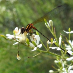 Thomisus spectabilis at Point Hut to Tharwa - 16 Jan 2024 12:59 PM