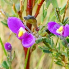 Comesperma retusum (Mountain Milkwort) at Nurenmerenmong, NSW - 27 Dec 2023 by peterchandler