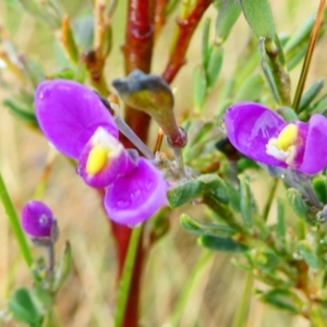 Comesperma retusum at The Tops at Nurenmerenmong - 27 Dec 2023