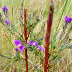 Comesperma retusum at The Tops at Nurenmerenmong - 27 Dec 2023