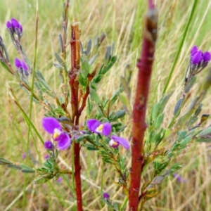 Comesperma retusum at The Tops at Nurenmerenmong - 27 Dec 2023