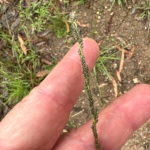 Sporobolus creber at Aranda Bushland - 16 Jan 2024