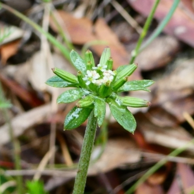 Oreomyrrhis eriopoda (Australian Carraway) at Nurenmerenmong, NSW - 27 Dec 2023 by peterchandler