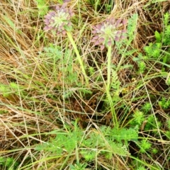 Oreomyrrhis eriopoda at The Tops at Nurenmerenmong - suppressed