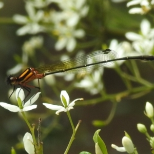 Nososticta solida at Point Hut to Tharwa - 16 Jan 2024