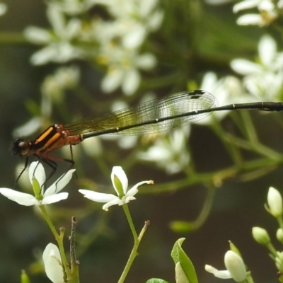 Nososticta solida (Orange Threadtail) at Point Hut to Tharwa - 16 Jan 2024 by HelenCross