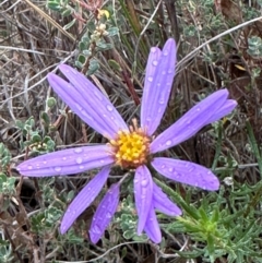 Olearia tenuifolia (Narrow-leaved Daisybush) at Aranda Bushland - 16 Jan 2024 by lbradley