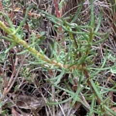 Olearia tenuifolia at Aranda, ACT - 16 Jan 2024