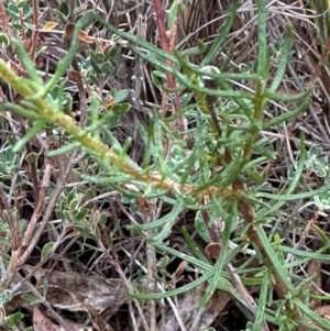 Olearia tenuifolia at Aranda, ACT - 16 Jan 2024