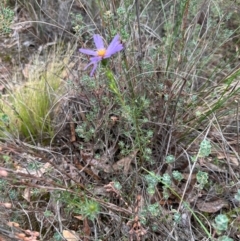 Olearia tenuifolia at Aranda, ACT - 16 Jan 2024 04:58 PM