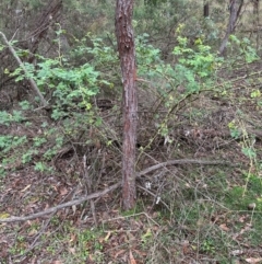 Rosa rubiginosa (Sweet Briar, Eglantine) at Aranda, ACT - 16 Jan 2024 by lbradley