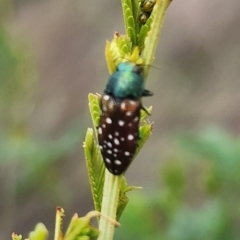 Diphucrania leucosticta (White-flecked acacia jewel beetle) at Gundaroo, NSW - 16 Jan 2024 by Gunyijan
