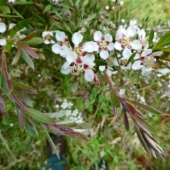 Leptospermum grandifolium (Woolly Teatree, Mountain Tea-tree) at The Tops at Nurenmerenmong - 27 Dec 2023 by peterchandler