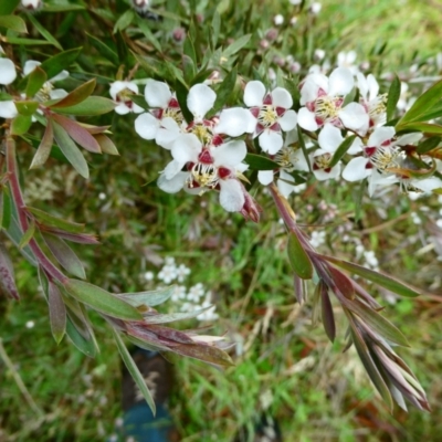 Leptospermum grandifolium (Woolly Teatree, Mountain Tea-tree) at Nurenmerenmong, NSW - 26 Dec 2023 by peterchandler