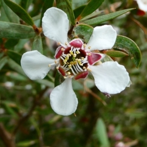 Leptospermum grandifolium at The Tops at Nurenmerenmong - suppressed