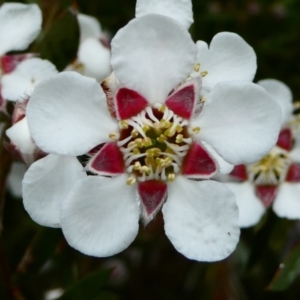 Leptospermum grandifolium at The Tops at Nurenmerenmong - 27 Dec 2023