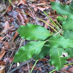 Notelaea longifolia (Long-Leaved Mock Olive) at Mogo State Forest - 10 Dec 2023 by Tapirlord