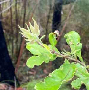 Notelaea longifolia at Mogo State Forest - 10 Dec 2023