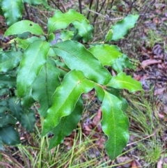 Notelaea longifolia at Mogo State Forest - 10 Dec 2023