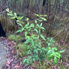 Notelaea longifolia at Mogo State Forest - 10 Dec 2023 12:04 PM