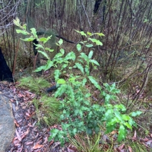 Notelaea longifolia at Mogo State Forest - 10 Dec 2023