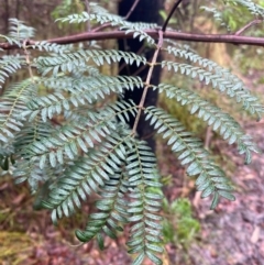 Acacia terminalis (Sunshine Wattle) at Mogo State Forest - 10 Dec 2023 by Tapirlord