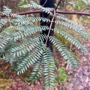 Acacia terminalis at Mogo State Forest - 10 Dec 2023