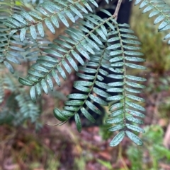 Acacia terminalis at Mogo State Forest - 10 Dec 2023