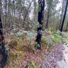 Acacia terminalis at Mogo State Forest - 10 Dec 2023 12:03 PM
