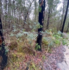 Acacia terminalis at Mogo State Forest - 10 Dec 2023