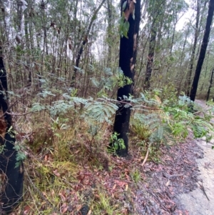 Acacia terminalis at Mogo State Forest - 10 Dec 2023 12:03 PM