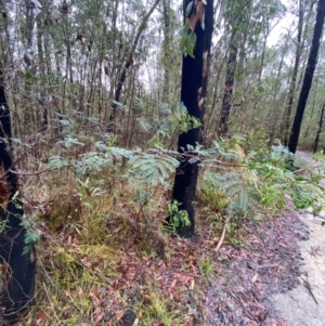 Acacia terminalis at Mogo State Forest - 10 Dec 2023