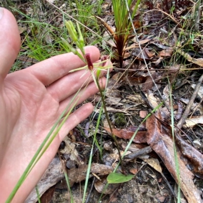 Cryptostylis leptochila (Small Tongue Orchid) at Mogo State Forest - 10 Dec 2023 by Tapirlord