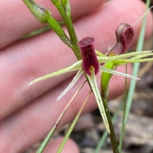 Cryptostylis leptochila at Mogo State Forest - suppressed