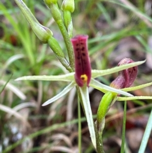 Cryptostylis leptochila at Mogo State Forest - suppressed