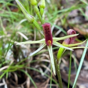 Cryptostylis leptochila at Mogo State Forest - suppressed