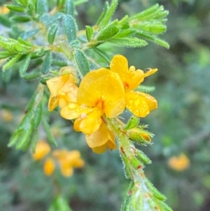 Pultenaea villosa at Mogo State Forest - 10 Dec 2023