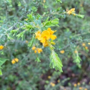 Pultenaea villosa at Mogo State Forest - 10 Dec 2023