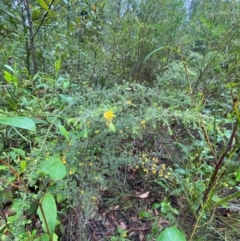 Pultenaea villosa at Mogo State Forest - 10 Dec 2023