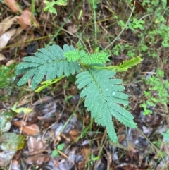 Acacia irrorata (Green Wattle) at Mogo State Forest - 10 Dec 2023 by Tapirlord