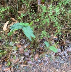 Acacia irrorata at Mogo State Forest - 10 Dec 2023