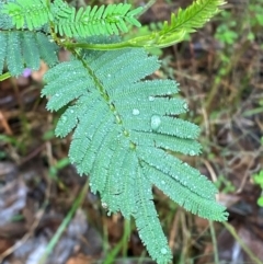 Acacia irrorata at Mogo State Forest - 10 Dec 2023 11:53 AM