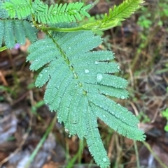 Acacia irrorata at Mogo State Forest - 10 Dec 2023