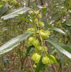 Dodonaea triquetra (Large-leaf Hop-Bush) at Mogo, NSW - 10 Dec 2023 by Tapirlord