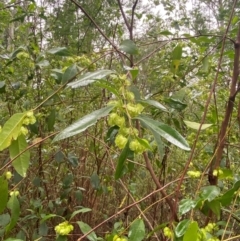 Dodonaea triquetra at Mogo State Forest - 10 Dec 2023