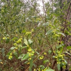 Dodonaea triquetra at Mogo State Forest - 10 Dec 2023